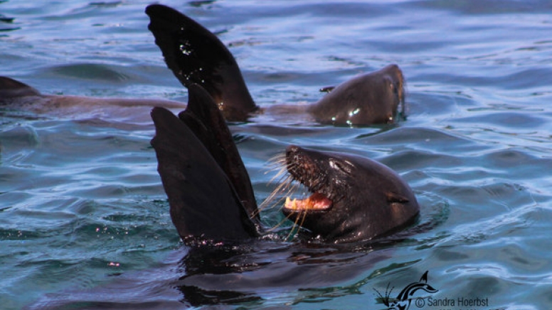 Marine Big 5 Tour Gansbaai with return transfer from Hermanus image 5