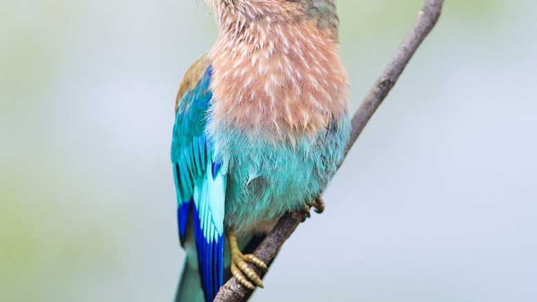 Photographic Full Day Private Safari Kruger Park image 4