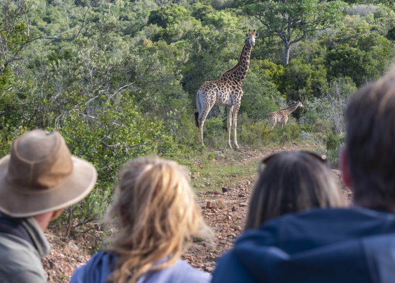 Giraffe & Buffalo Combo image 4