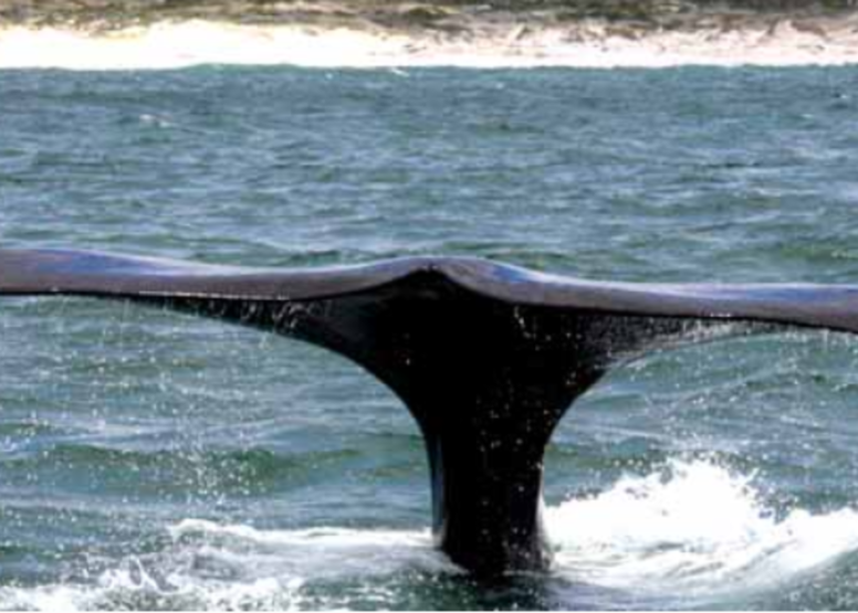 Whale Watching Experience Gansbaai image 3