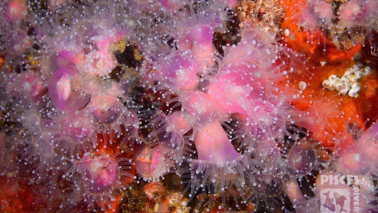 Guided Shore Dives Cape Town image 3