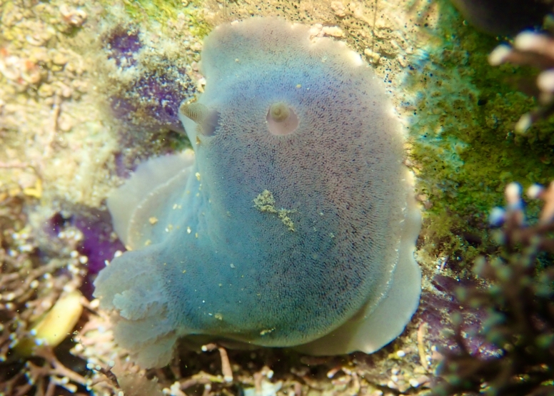 Snorkel Cape Town's Stunning Tidal Pools image 10