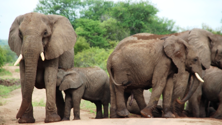 6 Day Epic Kruger Park image 5