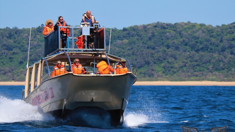 Whale & Dolphin Watching image 5