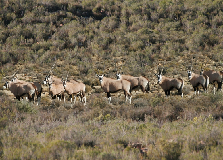 Horseback Safari image 2