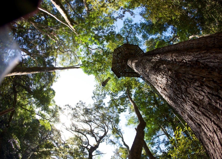 Tsitsikamma Canopy Tours image 3