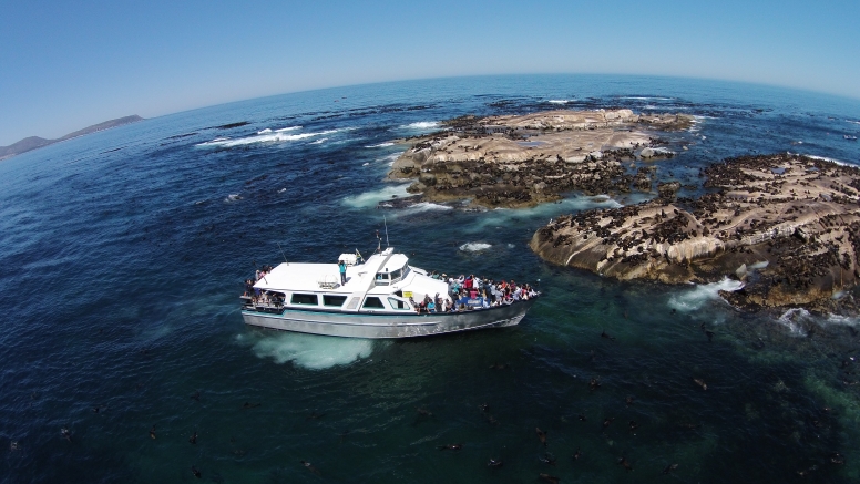 1 Hour Special Boat Trip in Hout Bay image 1