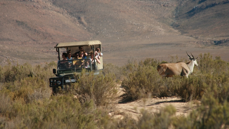 Afternoon Safari (Excluding Transfer) image 4