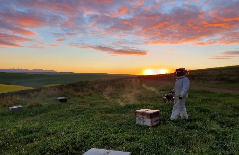 fynbos, stanford, overberg honey company