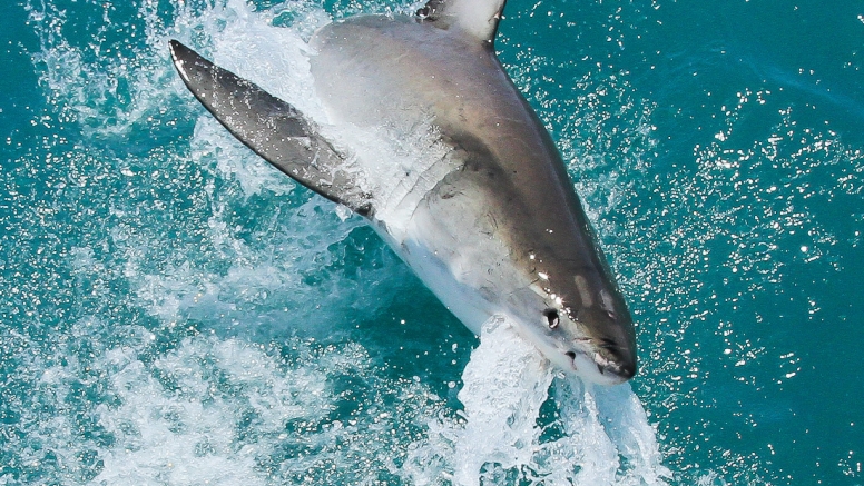 Shark Cage Diving Gansbaai - South African Special image 1