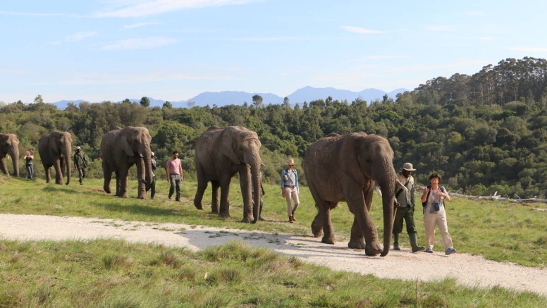 Morning Elephant Walk image 2