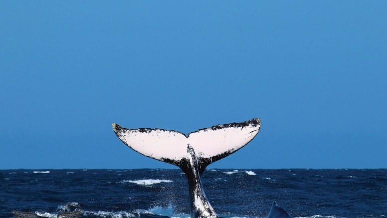 Whale & Dolphin Watching image 4