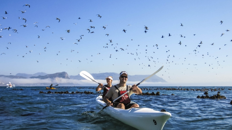 Penguin Kayak Trip image 3