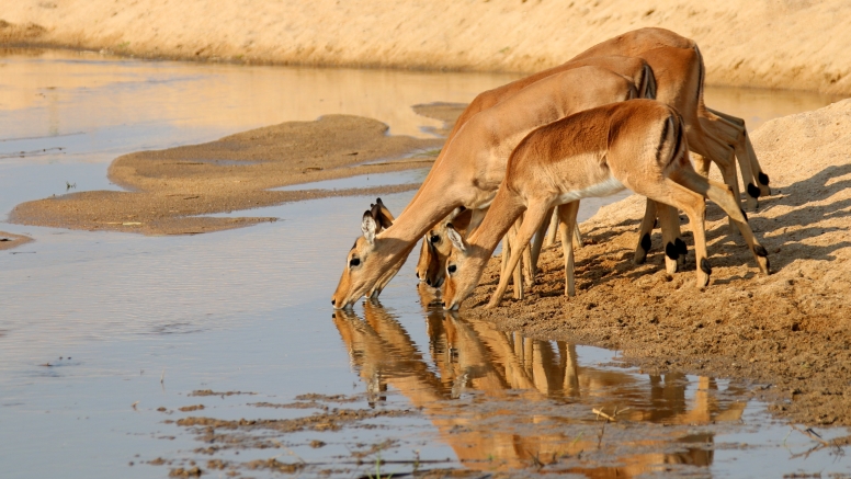 Addo Elephant Nat Park Game Drive image 2