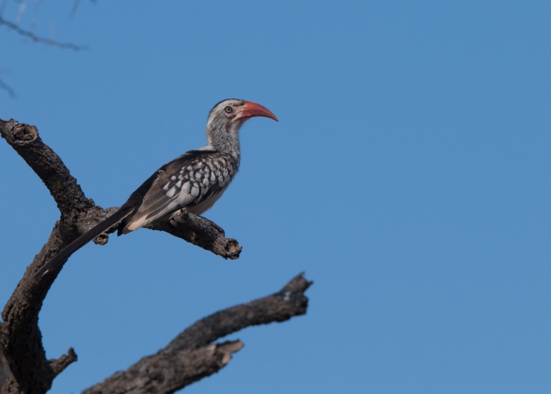 Manyoni Walking Safari (3-4 hrs) image 1