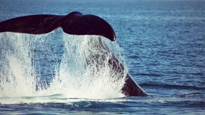 Boat Based Whale Watching image 1