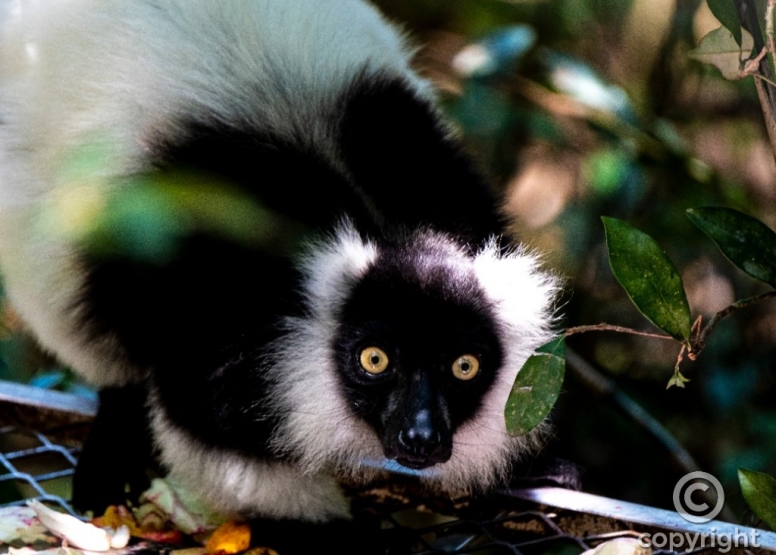 The Hidden Forest Wildlife Sanctuary image 8