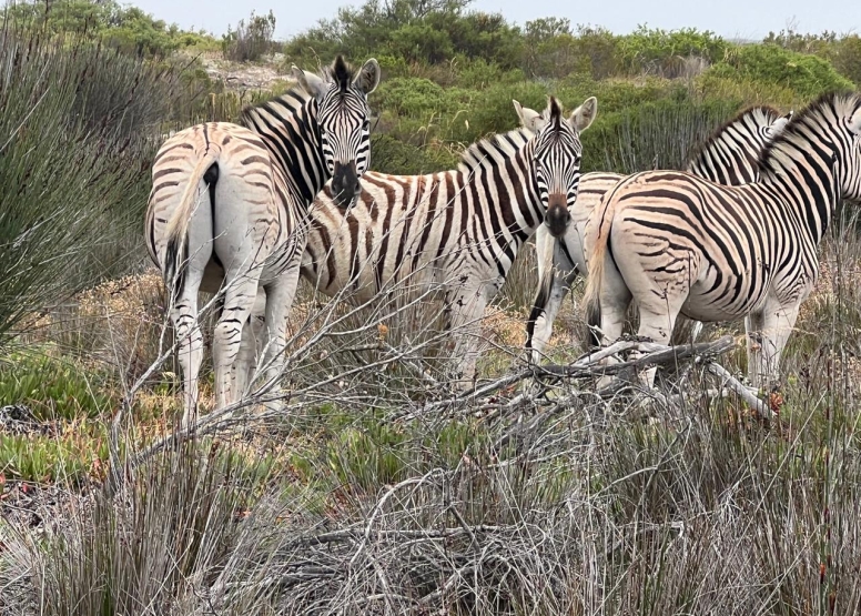 Safari & San Heritage Daytrip from Cape Town image 6