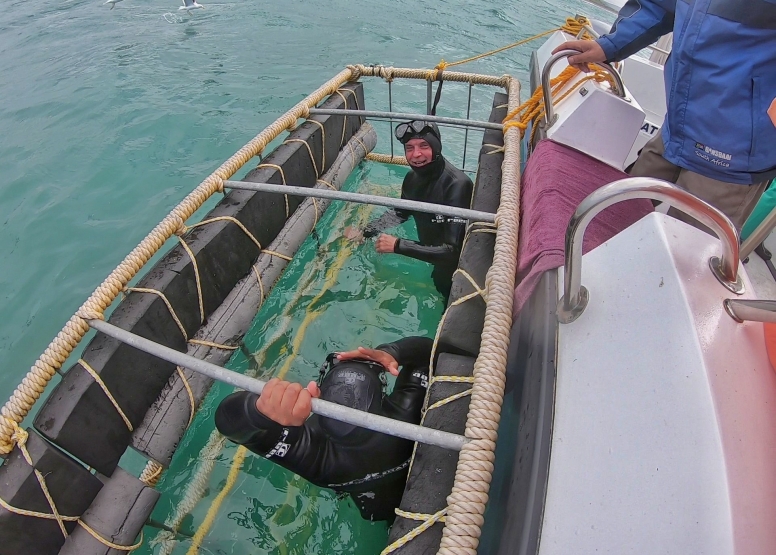 Gansbaai Shark Cage Diving Tour image 11