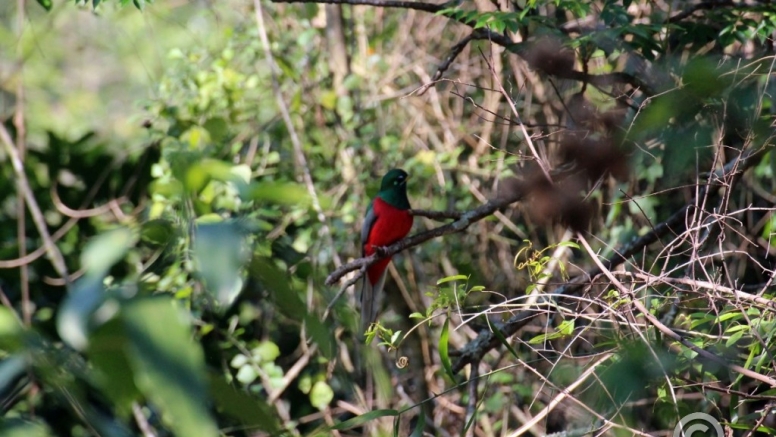 The Hidden Forest Wildlife Sanctuary image 12
