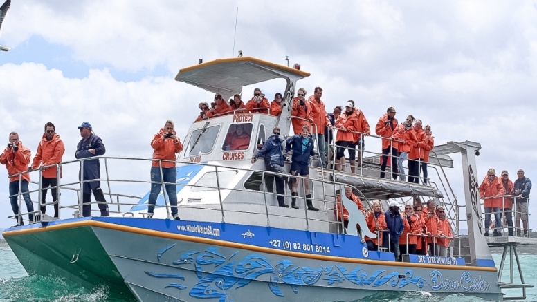 Shark Cage Diving Gansbaai - South African Special image 4