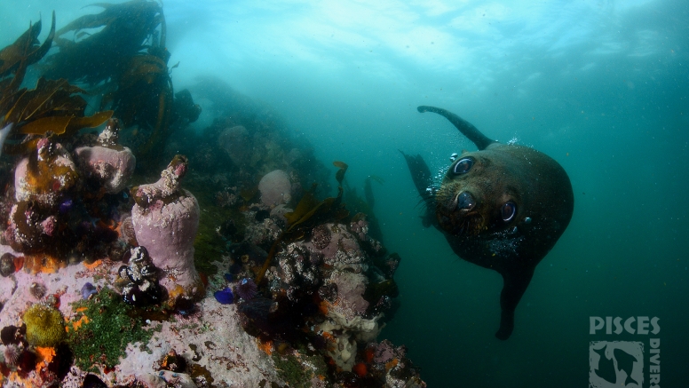 Seal and Kelp Forest Scuba Dive Package Cape Town image 7