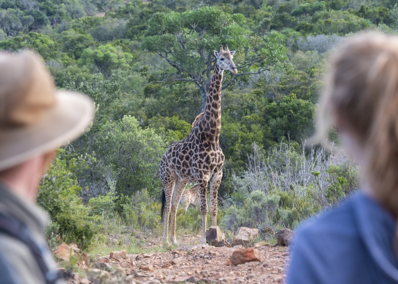 Giraffe Walk image 1