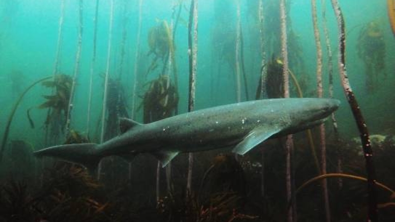 Great African Sea Forest Single Scuba Dive Boat Entry image 9