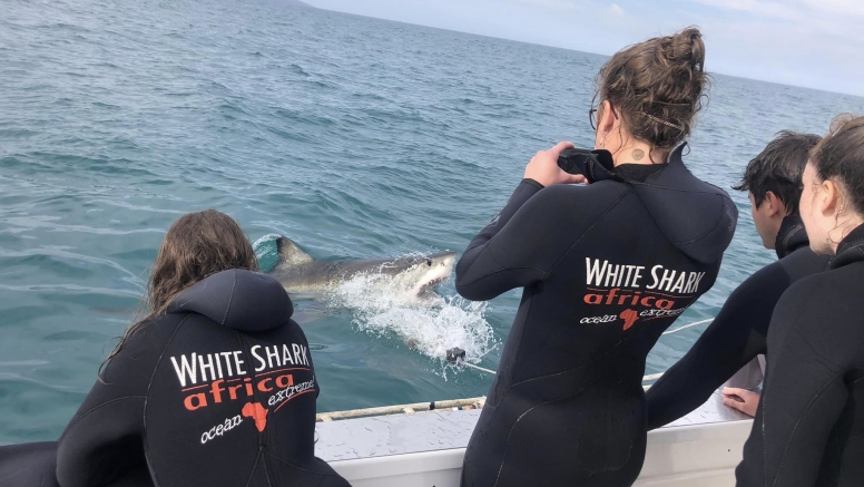 Shark Cage Diving Mossel Bay image 8