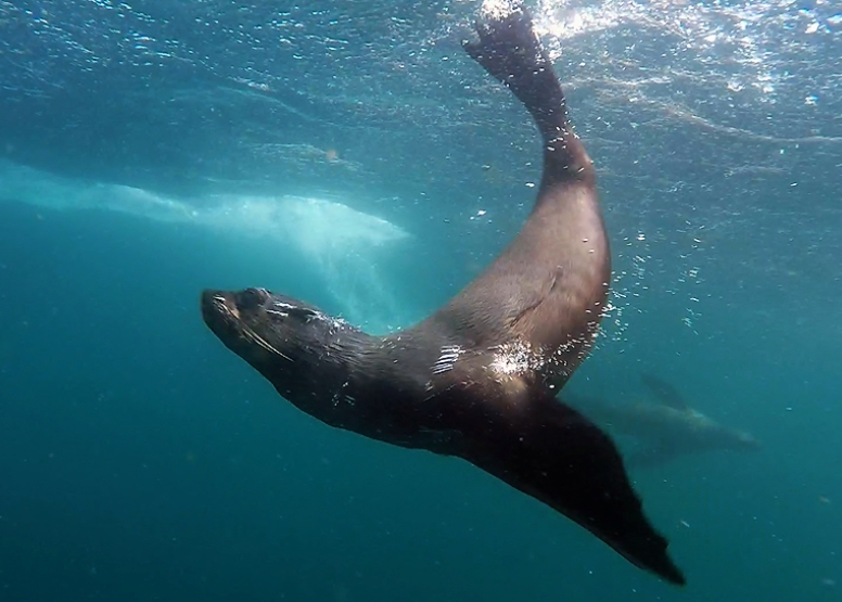 Seal Swimming image 8