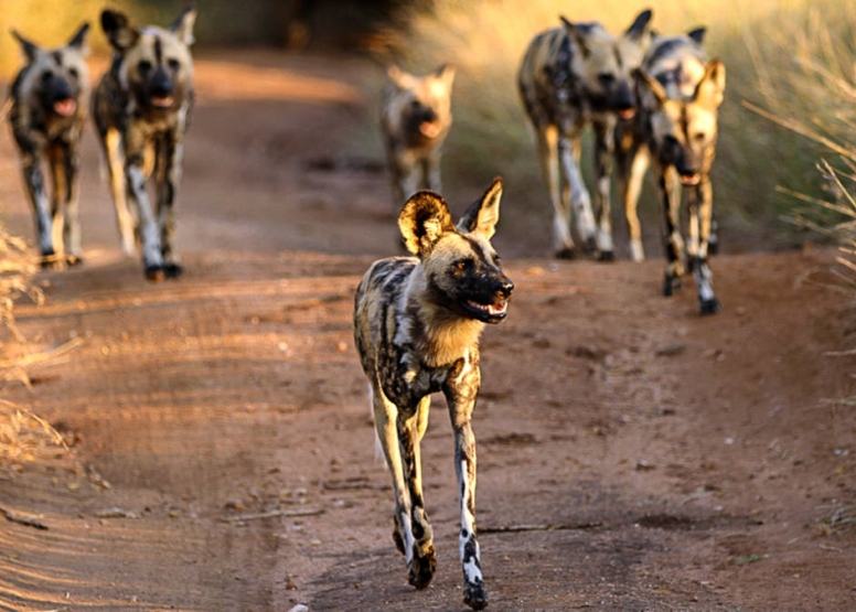 Afternoon KNP Open Vehicle Safaris image 1 Afternoon KNP Open Vehicle Safaris image 1