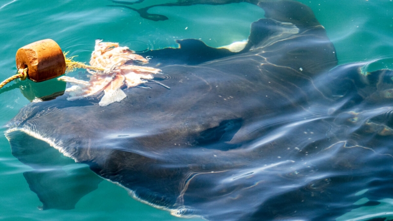 Gansbaai Shark Cage Diving Tour image 4