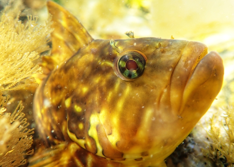 Snorkel Cape Town's Stunning Tidal Pools image 16