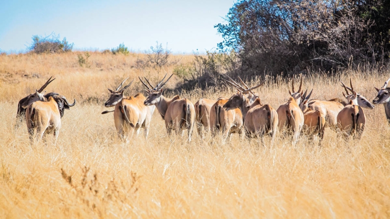 Savannah Trail Guided Walk Bothongo Rhino and Lion Nature Reserve image 8