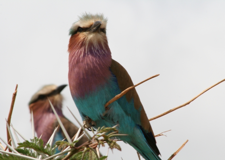 5 Day Discover The Kruger Park image 1