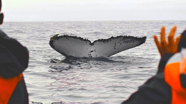 Whale & Dolphin Watching image 3