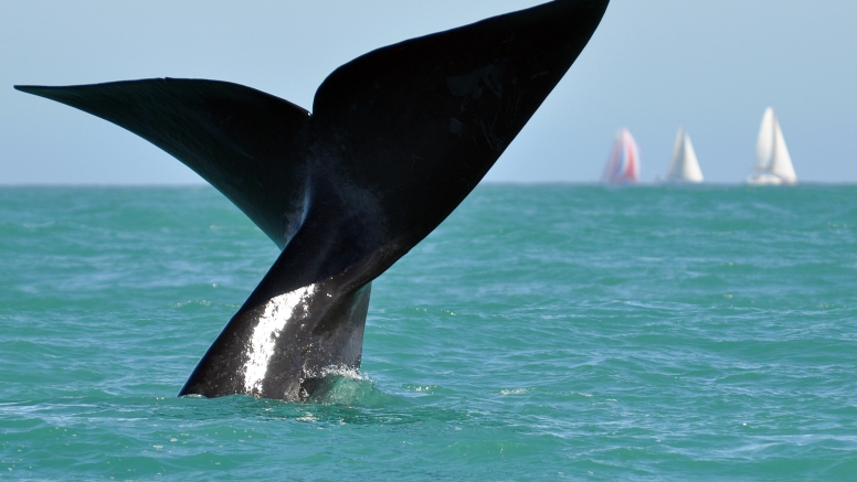 Cape Town Whale Watching Trip image 6