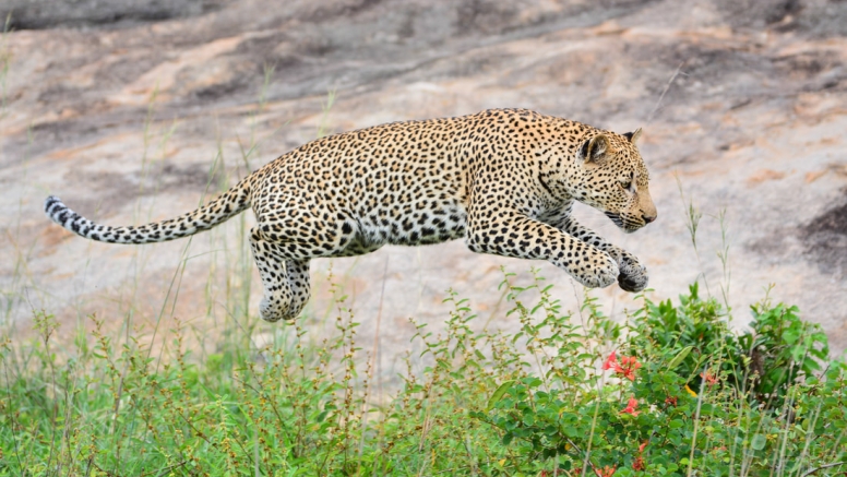 Photographic Full Day Private Safari Kruger Park image 2
