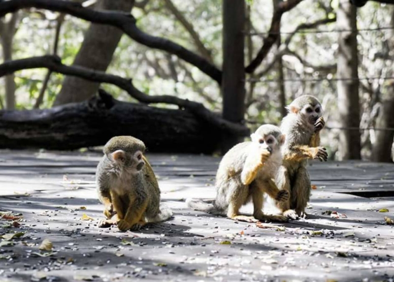Harties Monkey Sanctuary Tour image 3