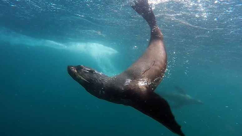 Seal Swimming image 8