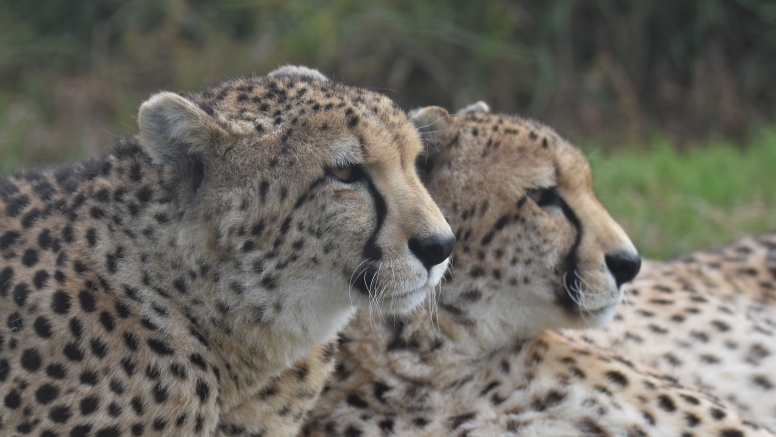 Wild Cat Experience image 9