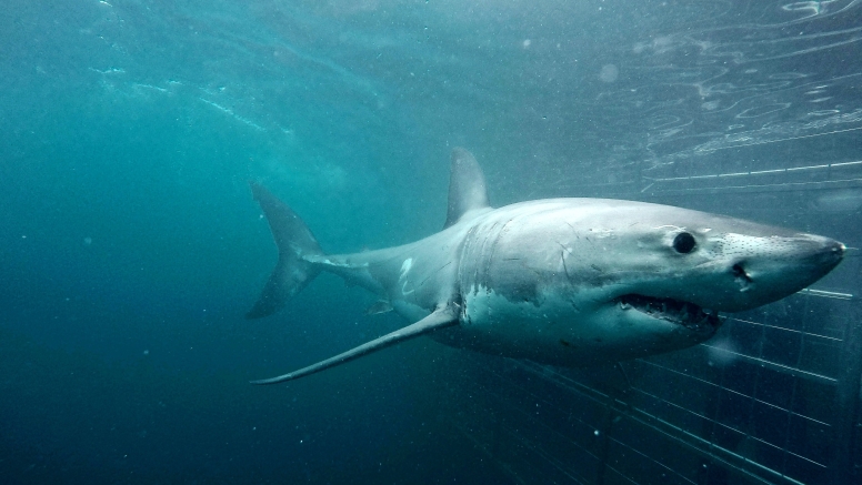 Shark Cage Diving Gansbaai image 2