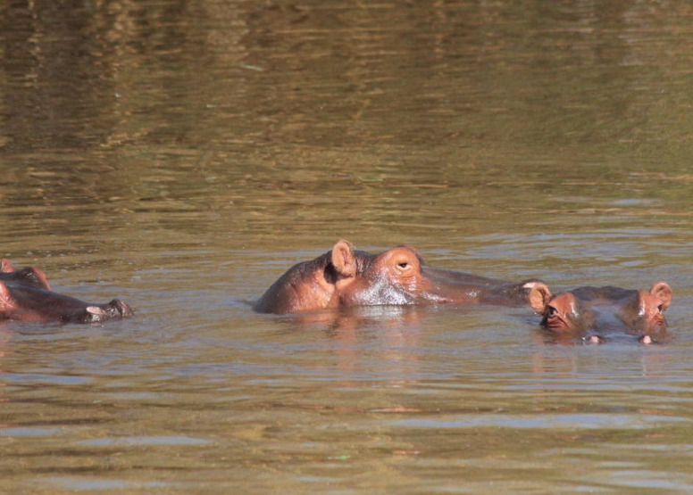 Hippo Walkway excluding Self-Drive image 1