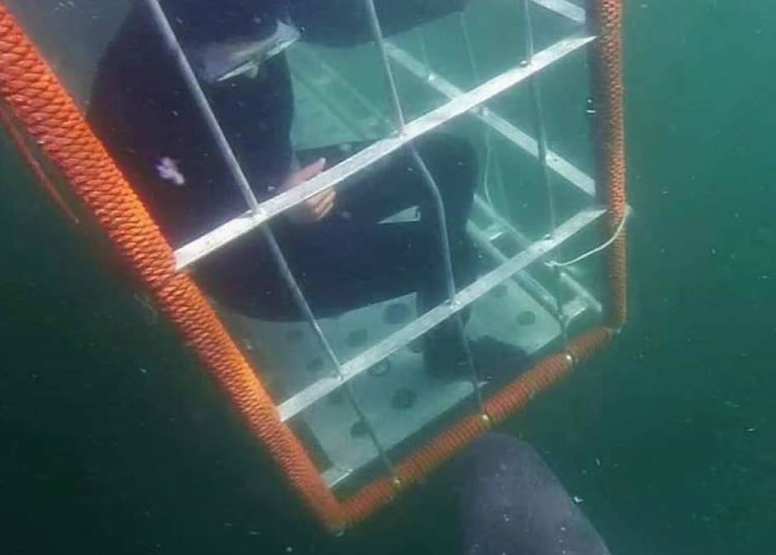 Cape Town Shark Cage Diving image 5