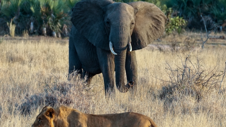 Full Day Kruger Safari image 5