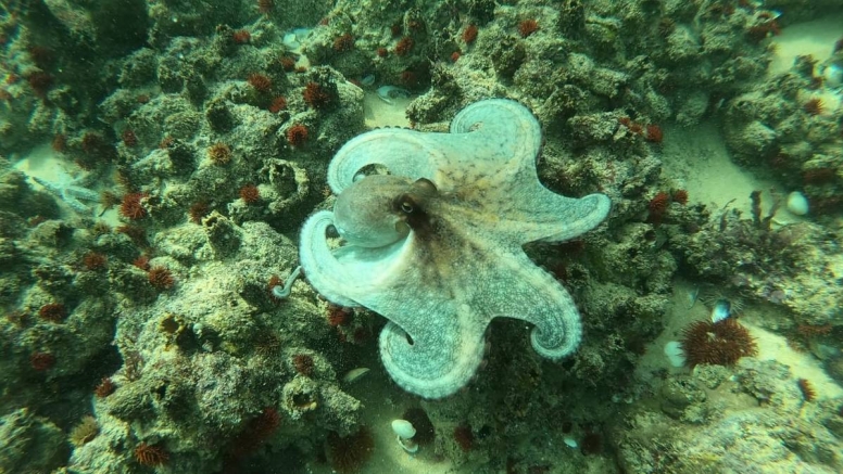 Guided Reef Snorkel image 2