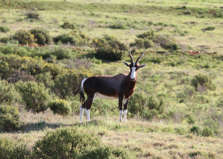 GAME DRIVE SUNRISE / SUNDOWNER image 8