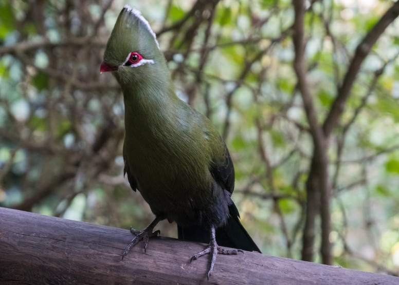 Monkeyland and Birds of Eden image 5