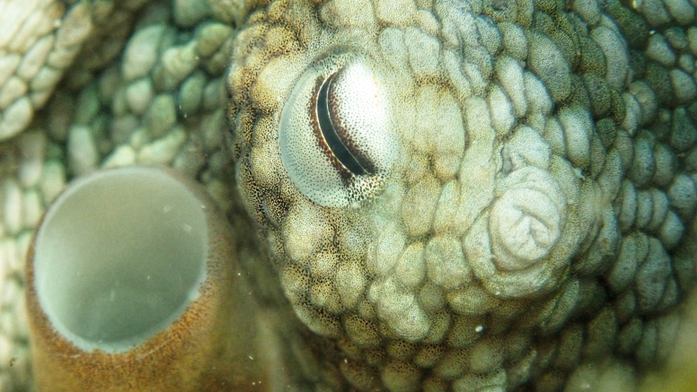 Snorkel Cape Town's Stunning Tidal Pools image 12