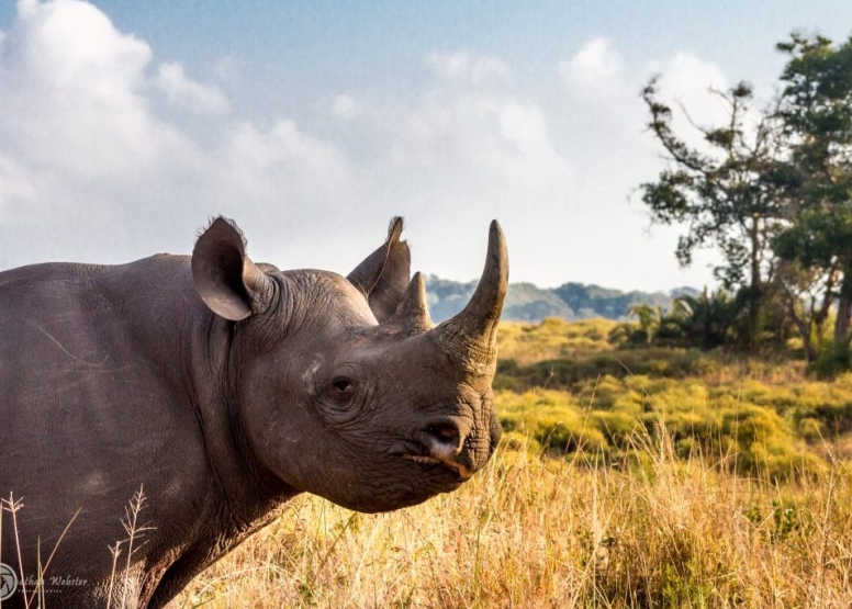 2 Parks in a Day (Hluhluwe-Imfolozi Park & iSimangaliso Wetland Park) image 2